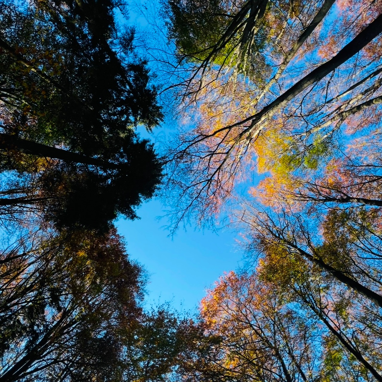 Der Weyerer Wald: Heimat und grünes Herz der Dorfgemeinschaft