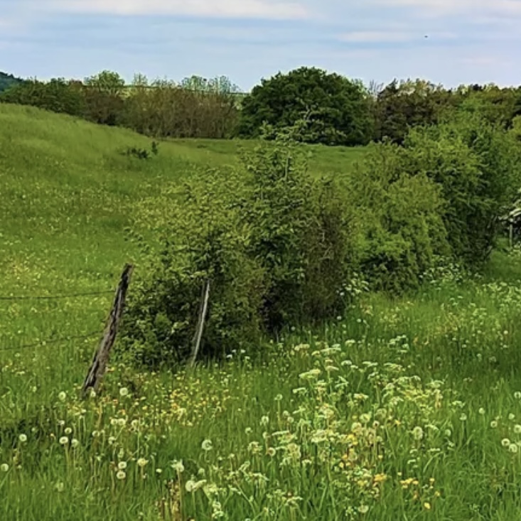 Wildkräuter, Wald und Weyer