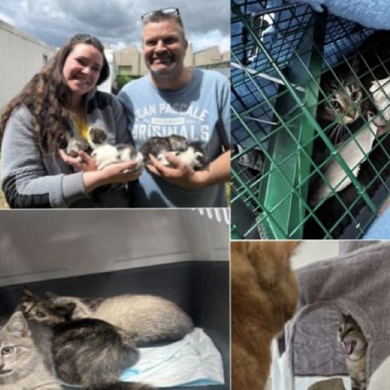 Durch Kastration die Population verwilderter Katzen stoppen